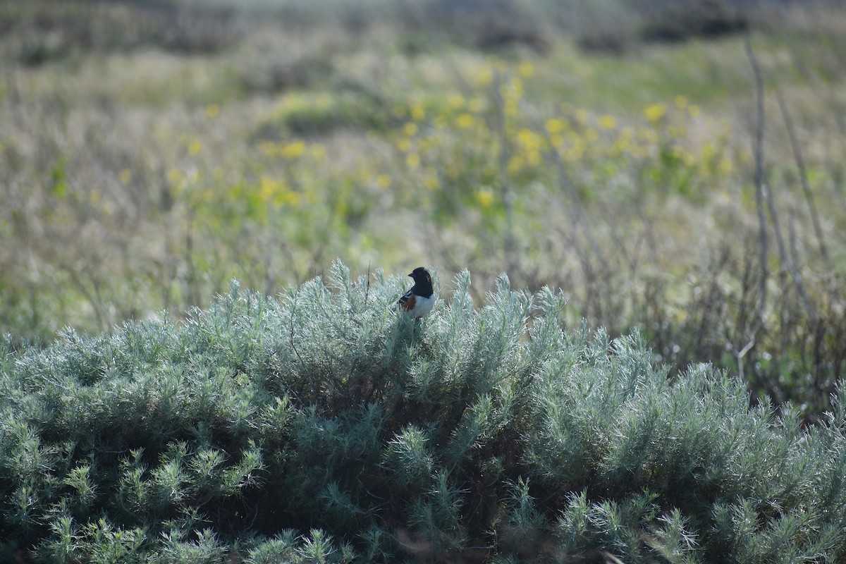 Spotted Towhee - ML652441055