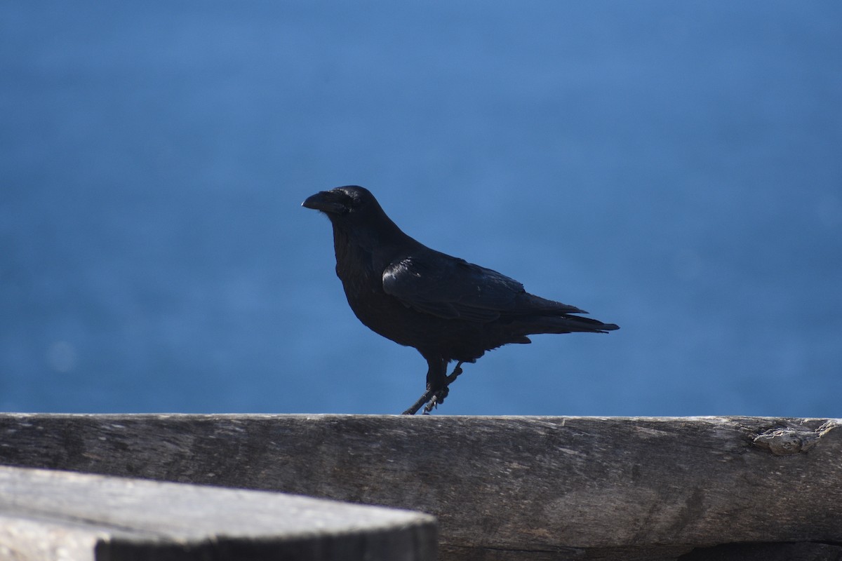 큰까마귀 - ML652441103