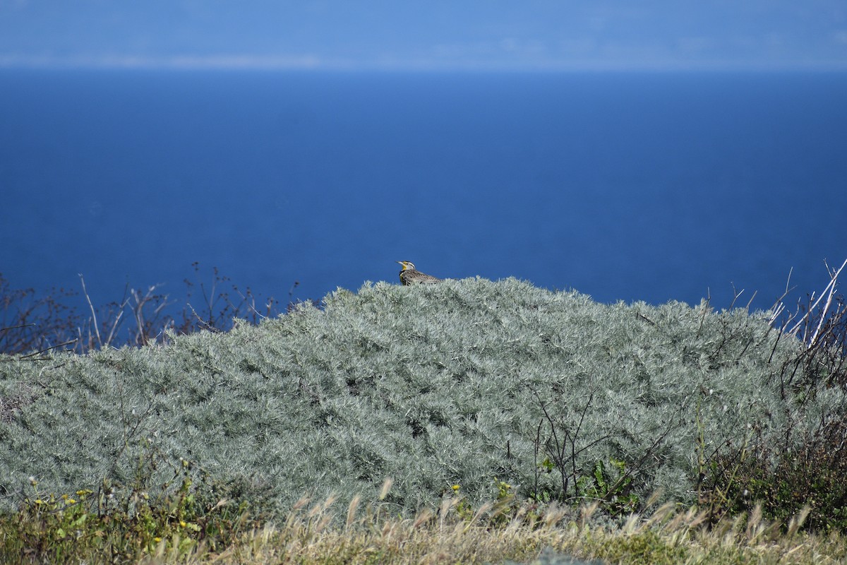 Western Meadowlark - ML652441107