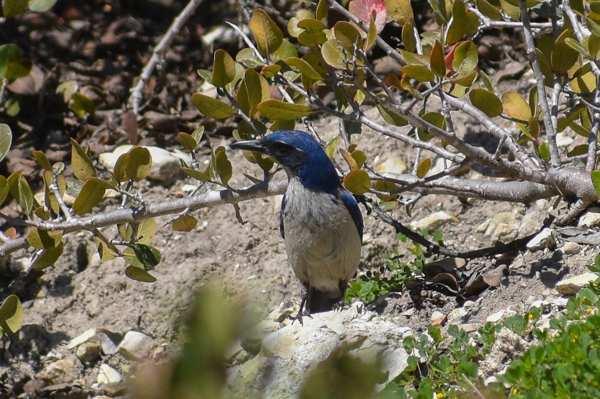Island Scrub-Jay - ML652441144