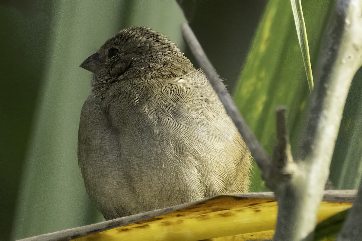 Dull-colored Grassquit - ML652441146