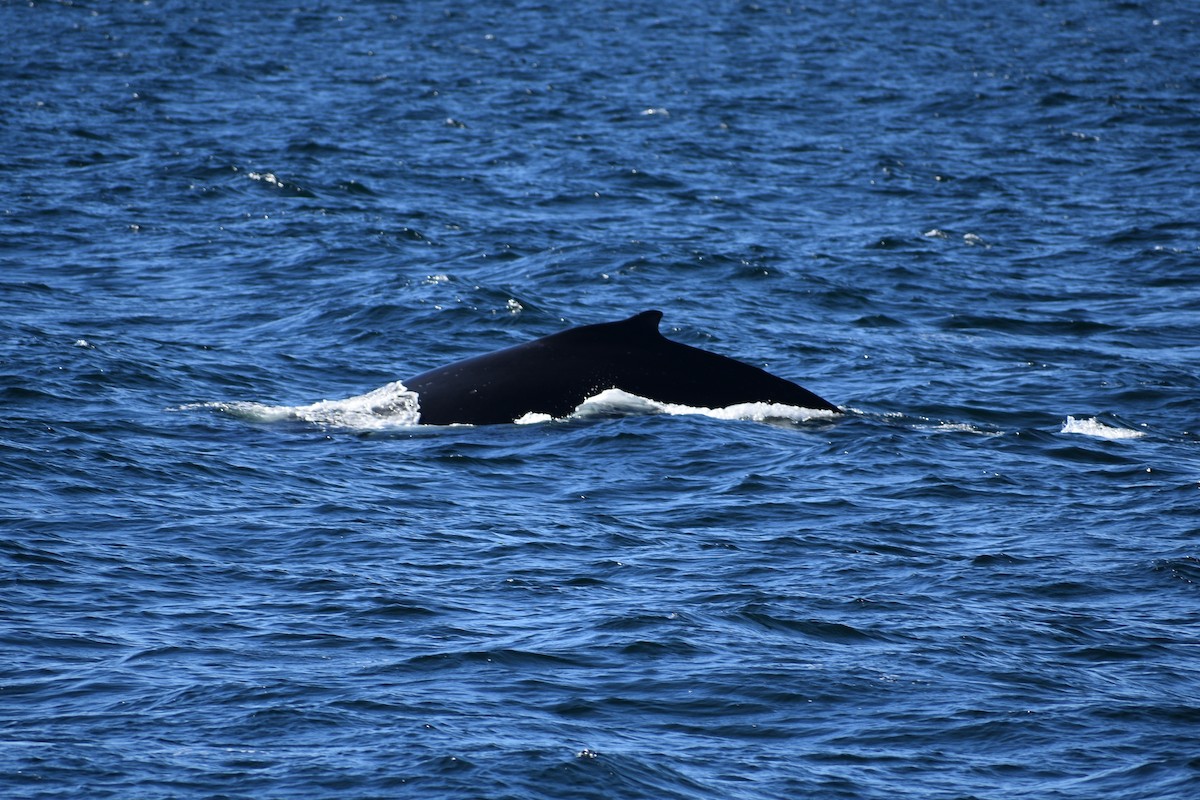 Humpback Whale - ML652441162