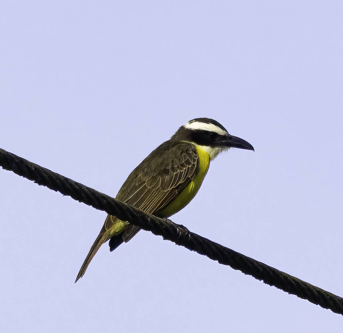 Boat-billed Flycatcher - ML652441169