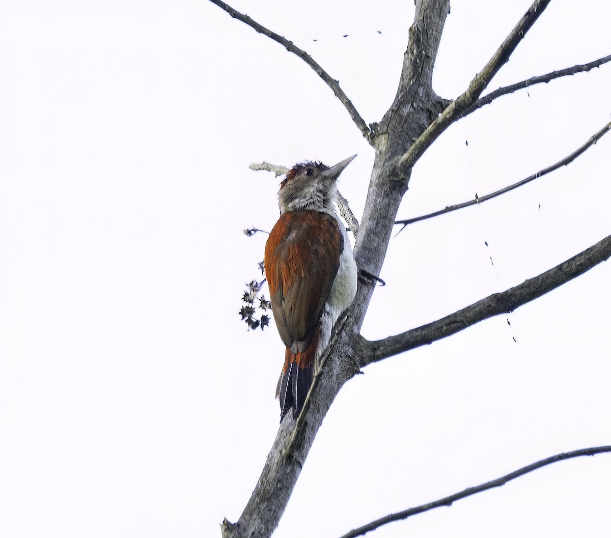 Scarlet-backed Woodpecker - ML652441187