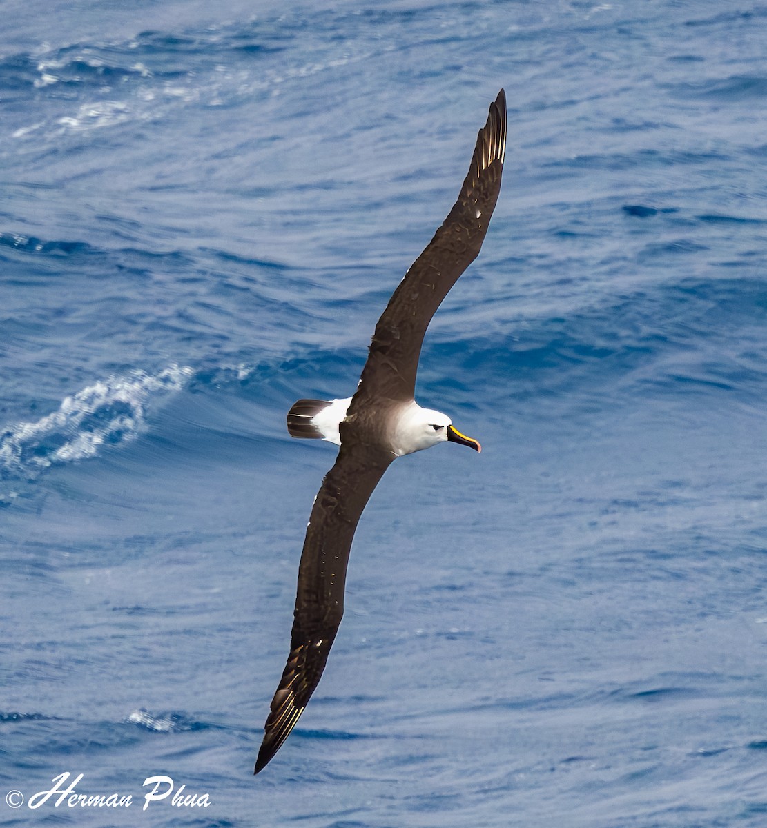 Atlantic Yellow-nosed Albatross - ML652441195