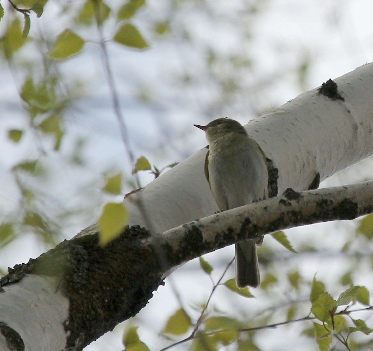 Willow Warbler - ML65244131