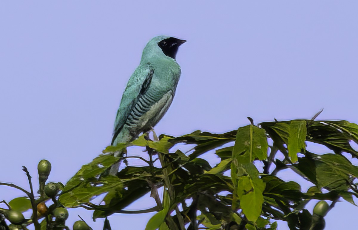 Swallow Tanager - ML652441402