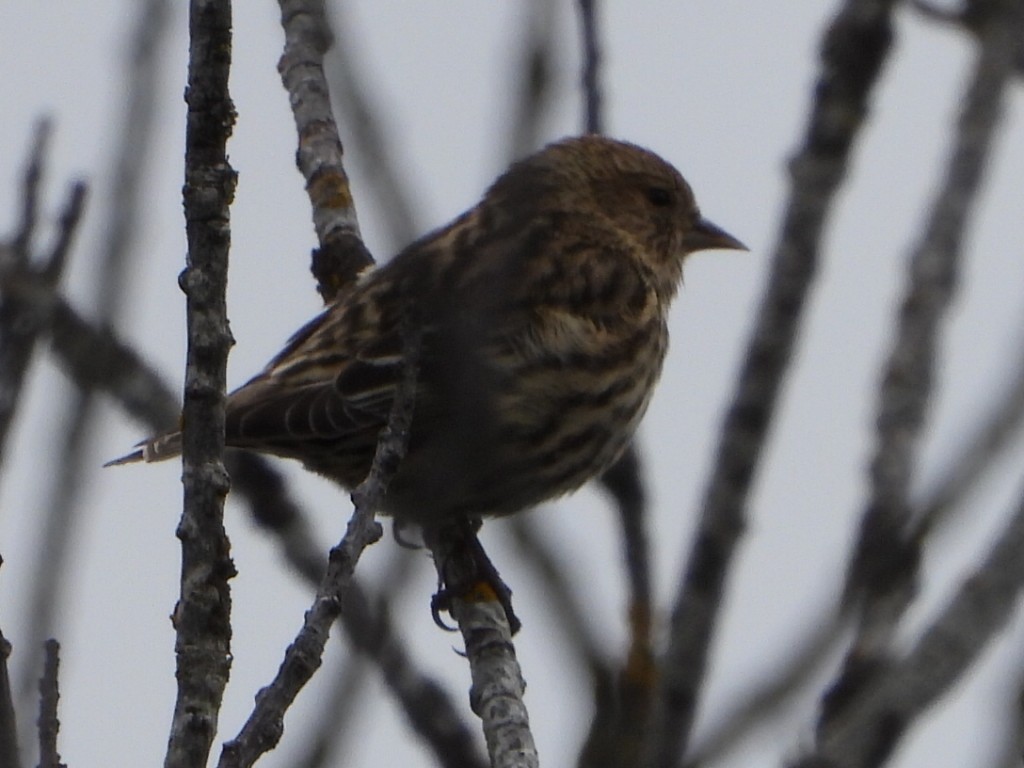 Pine Siskin - ML652441475