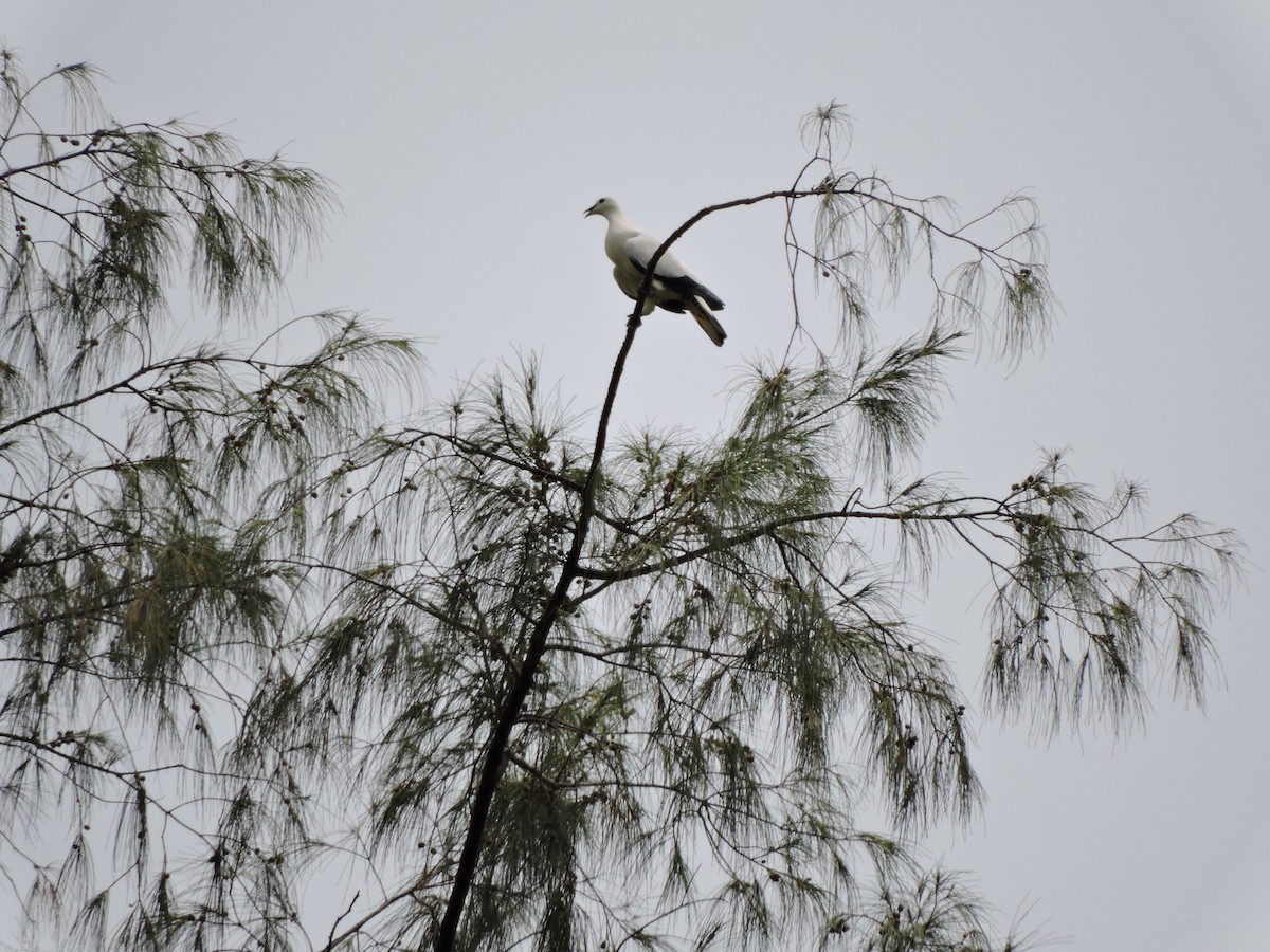 Torresian Imperial-Pigeon - ML652441793