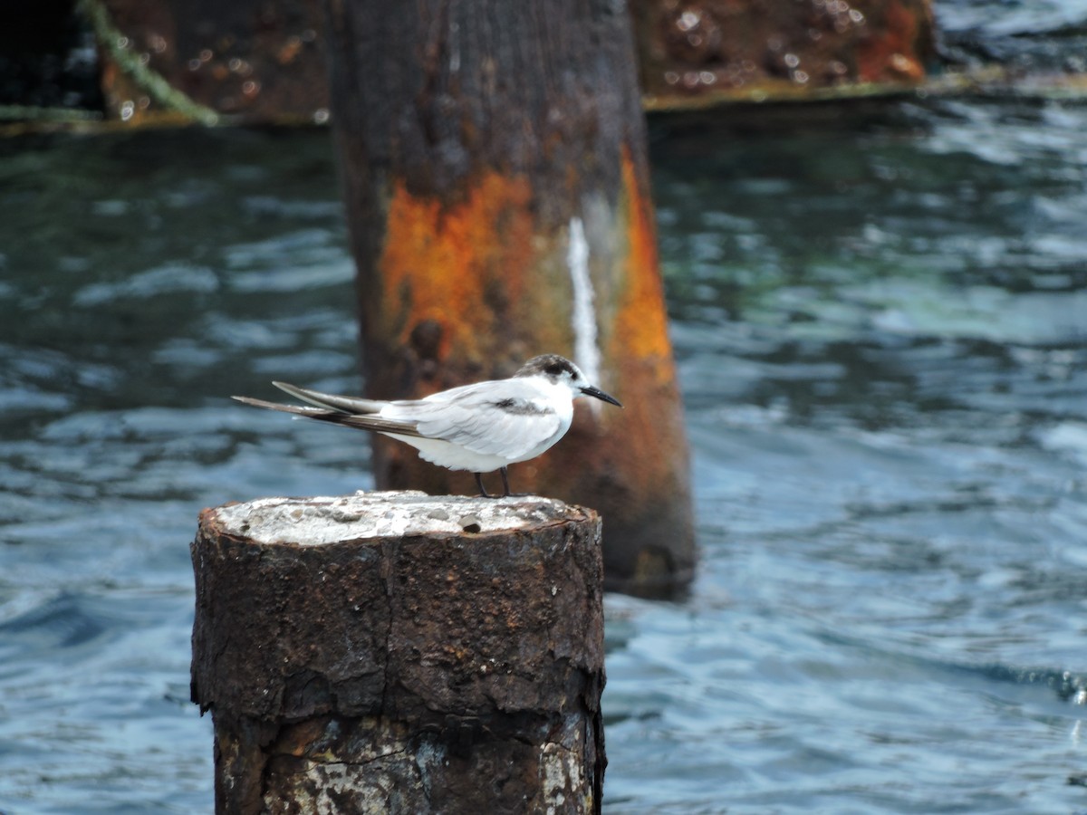 Sterna comune - ML652441826