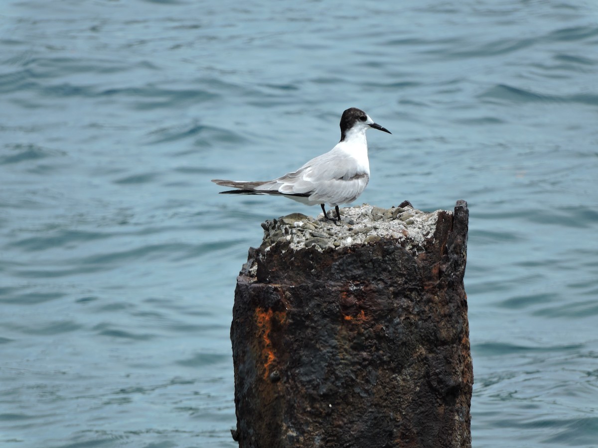 Sterna comune - ML652441881