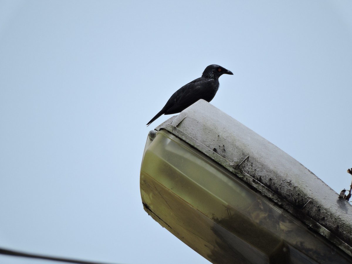 Singing Starling - ML652441927