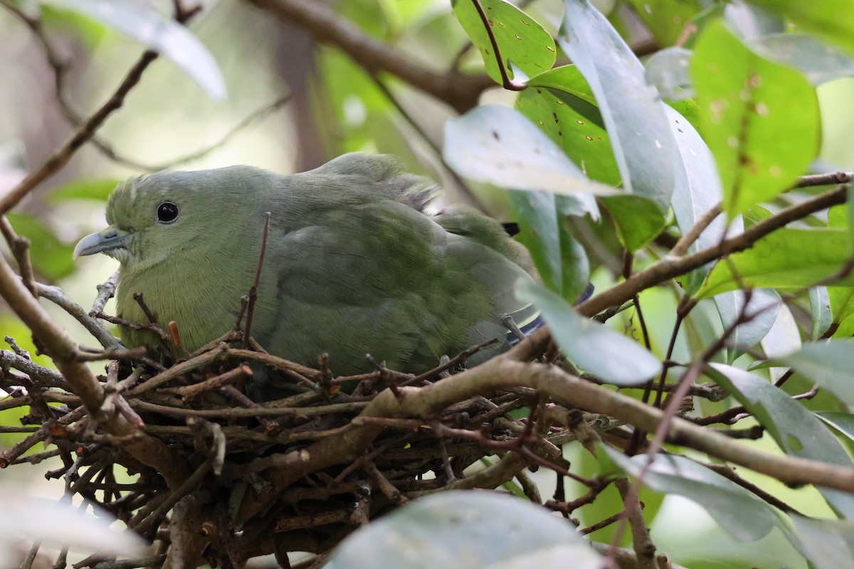 Pink-necked Green-Pigeon - ML652441954