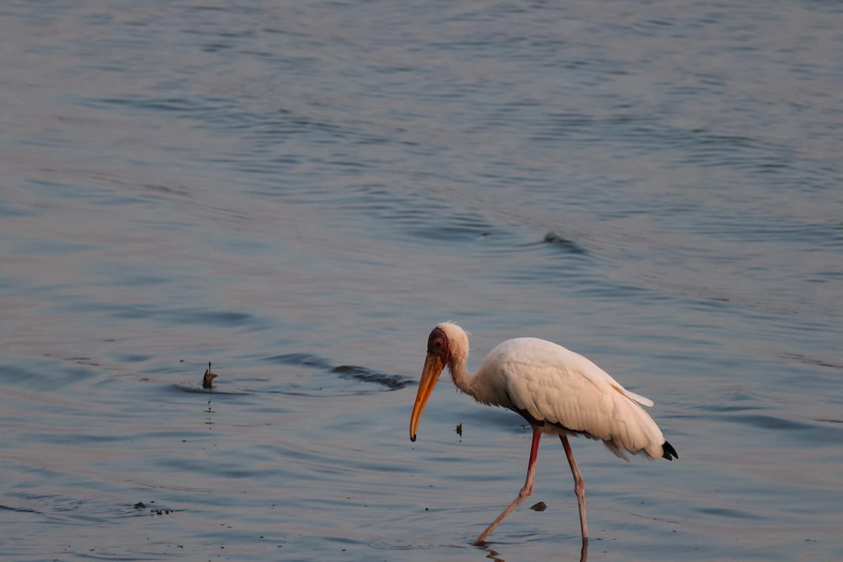 Milky Stork - ML652441959