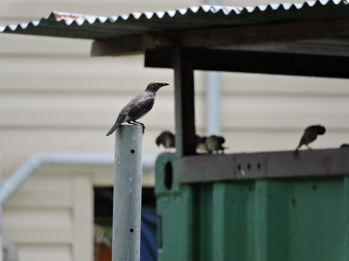 Singing Starling - ML652441963