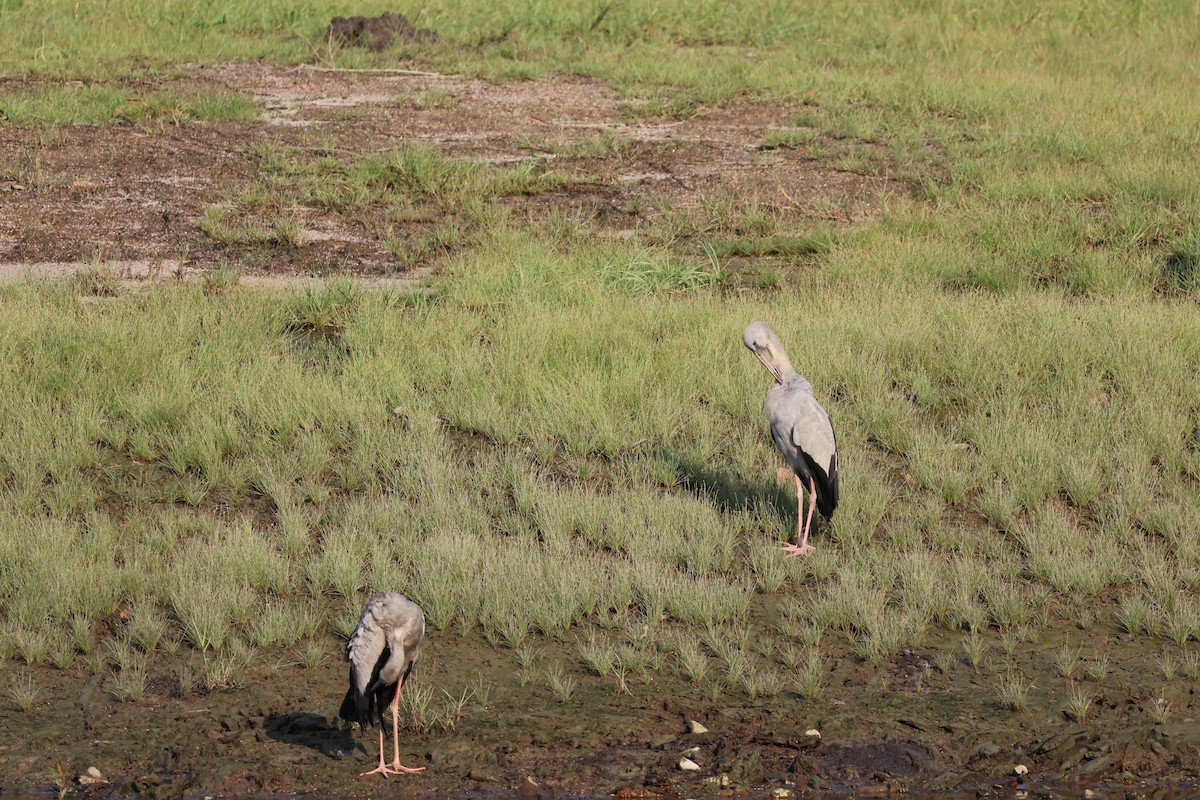 Asian Openbill - ML652441967