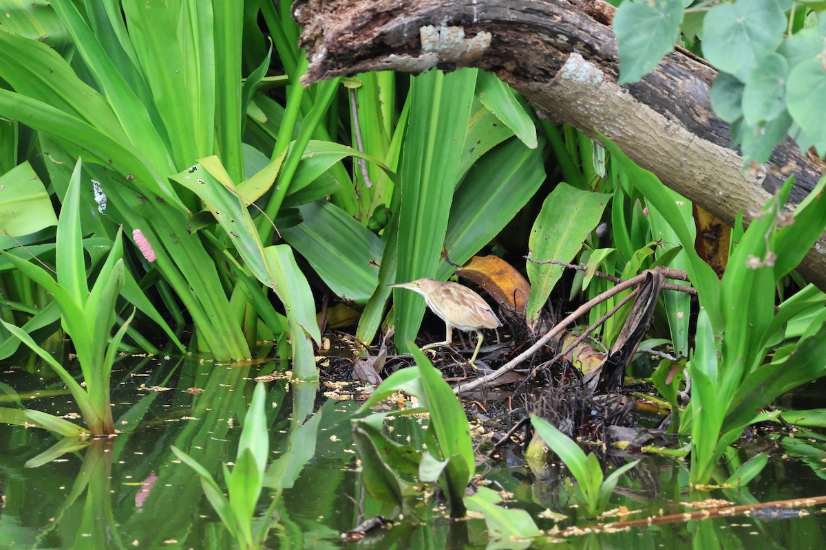 Yellow Bittern - ML652441987