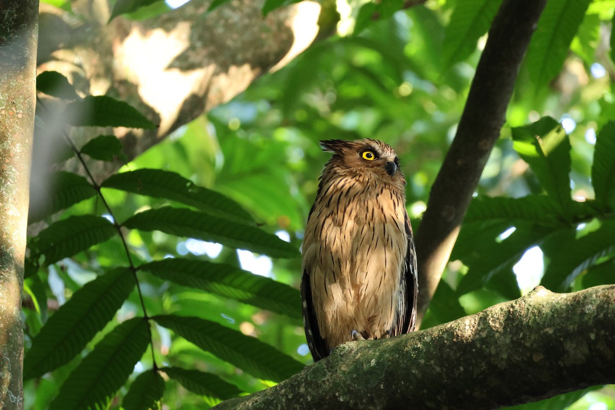 Buffy Fish-Owl - ML652442013