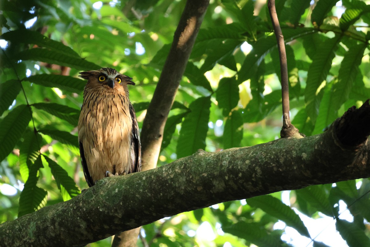 Buffy Fish-Owl - ML652442014