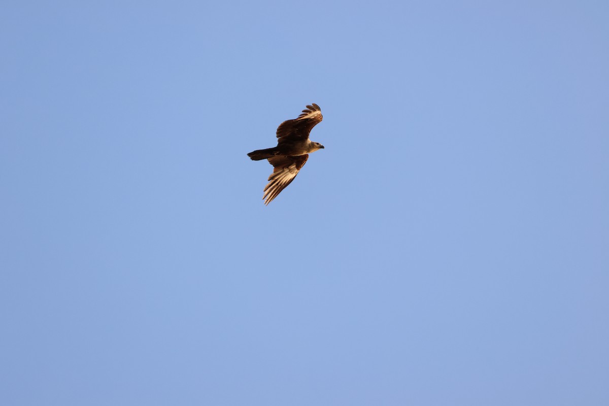 Brahminy Kite - ML652442031