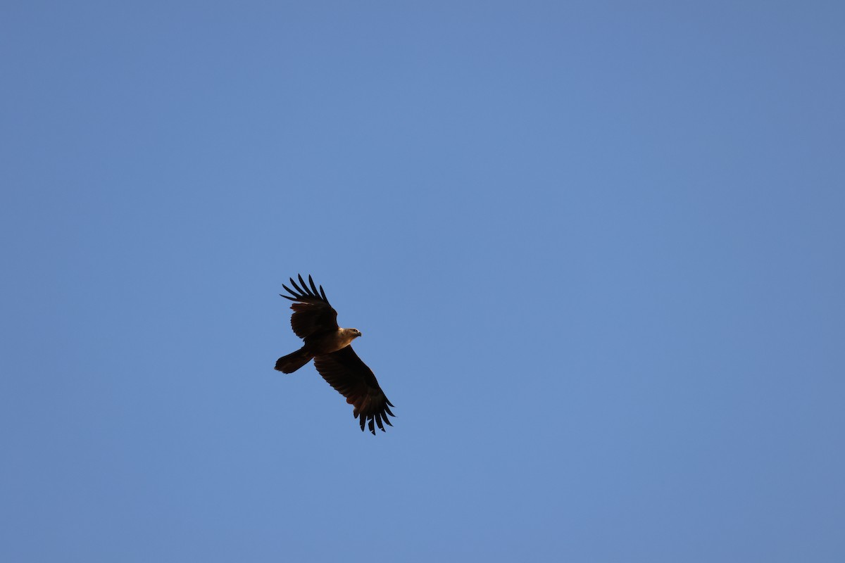 Brahminy Kite - ML652442033