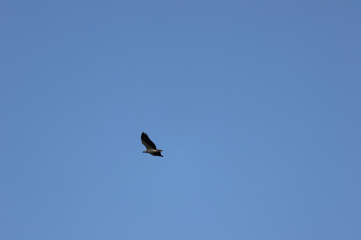 White-bellied Sea-Eagle - ML652442042