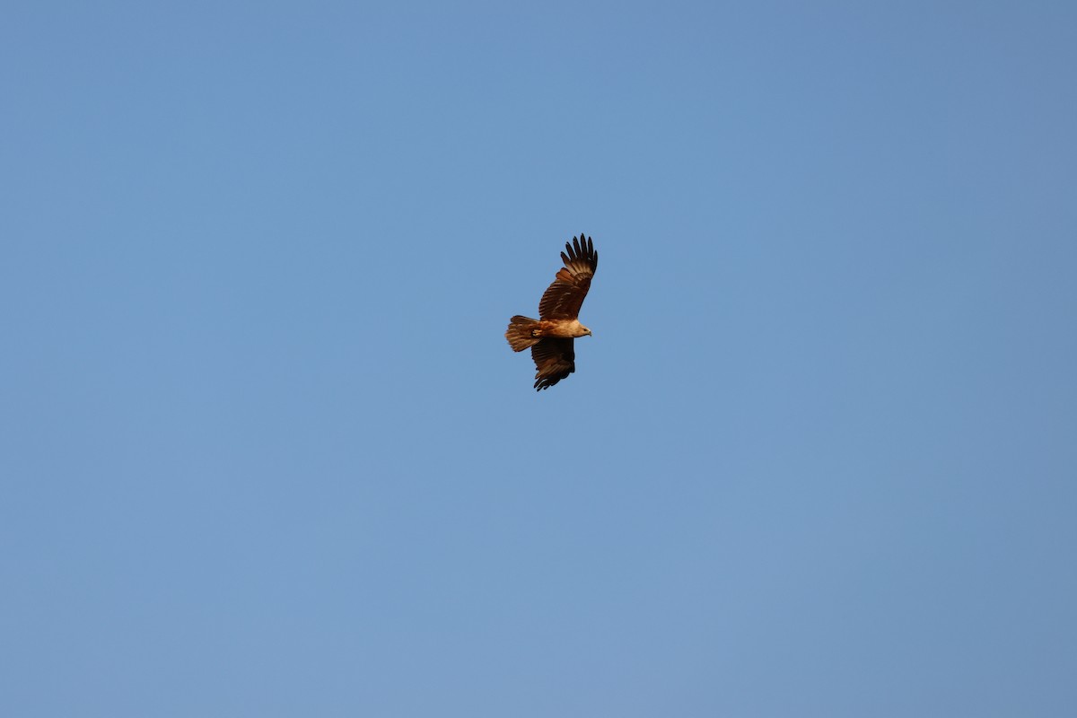 Brahminy Kite - ML652442045