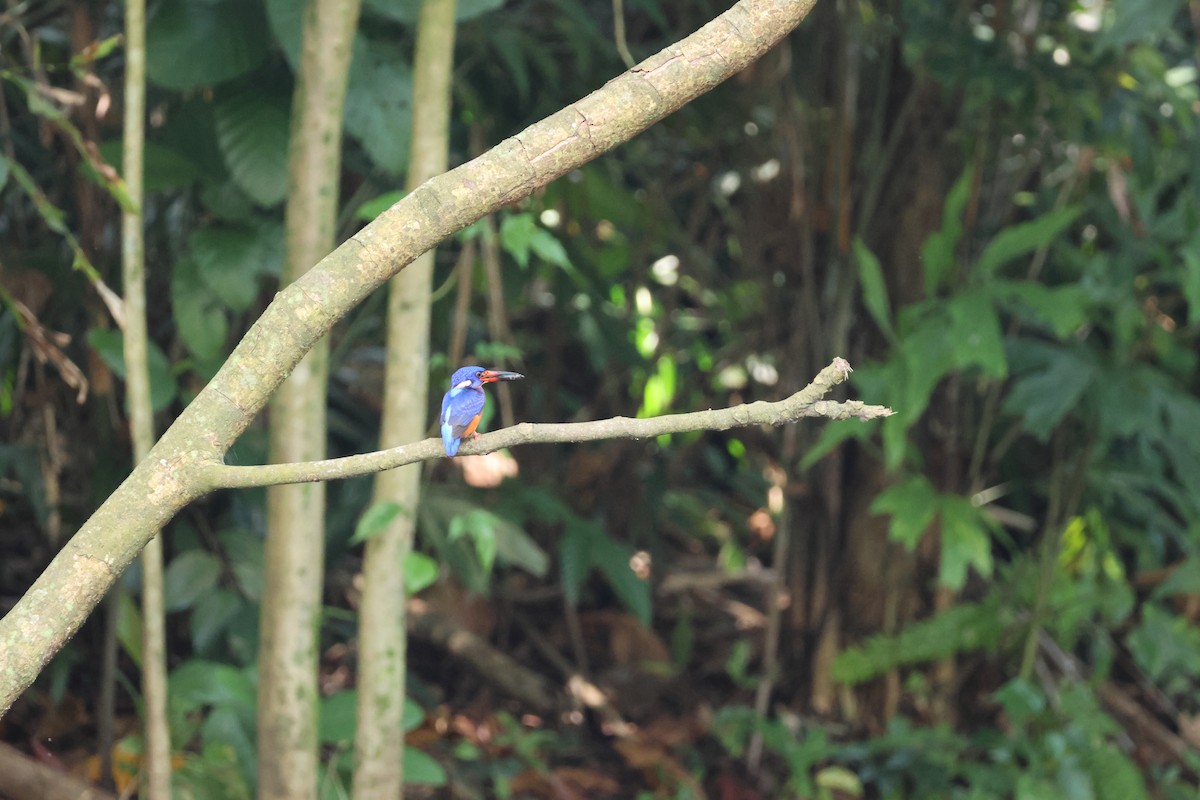 Blue-eared Kingfisher - ML652442053