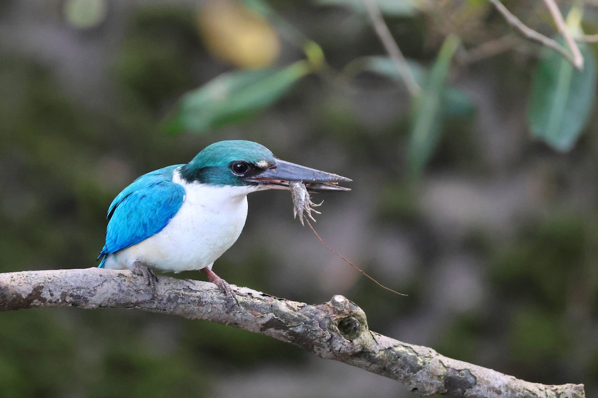 Collared Kingfisher - ML652442057