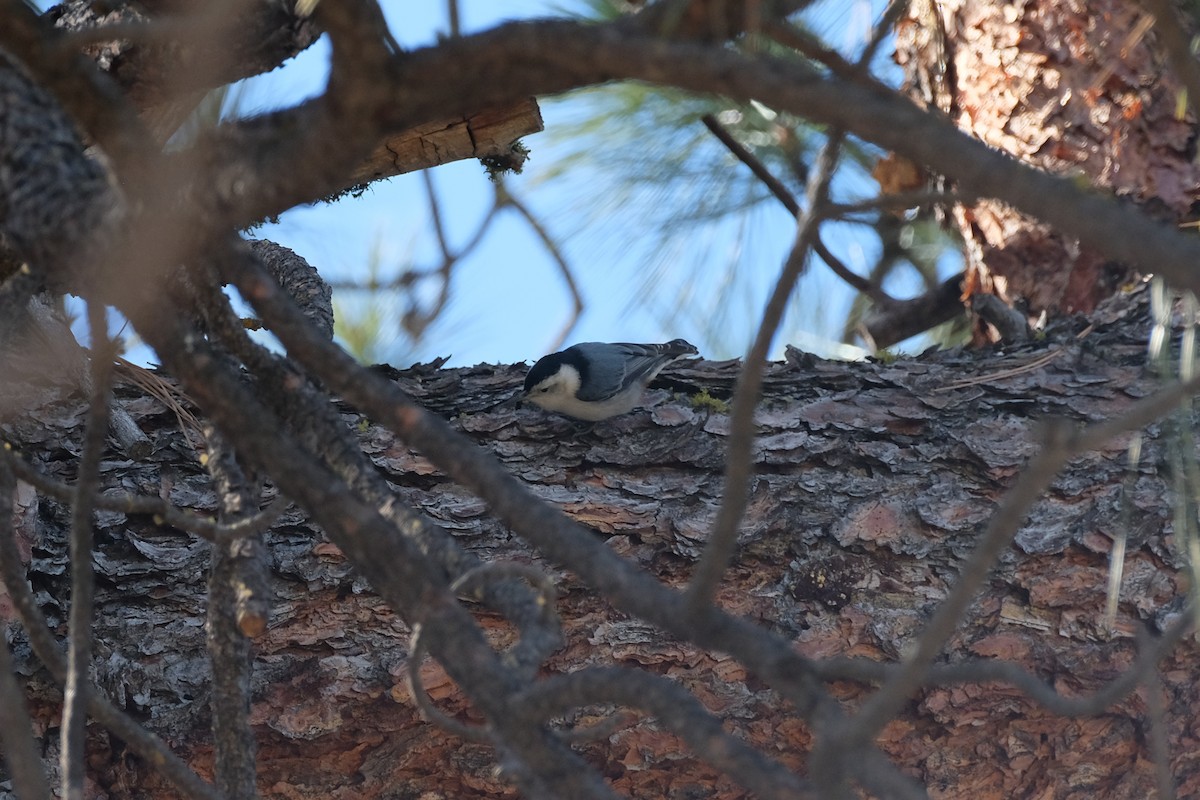 White-breasted Nuthatch - ML652442084