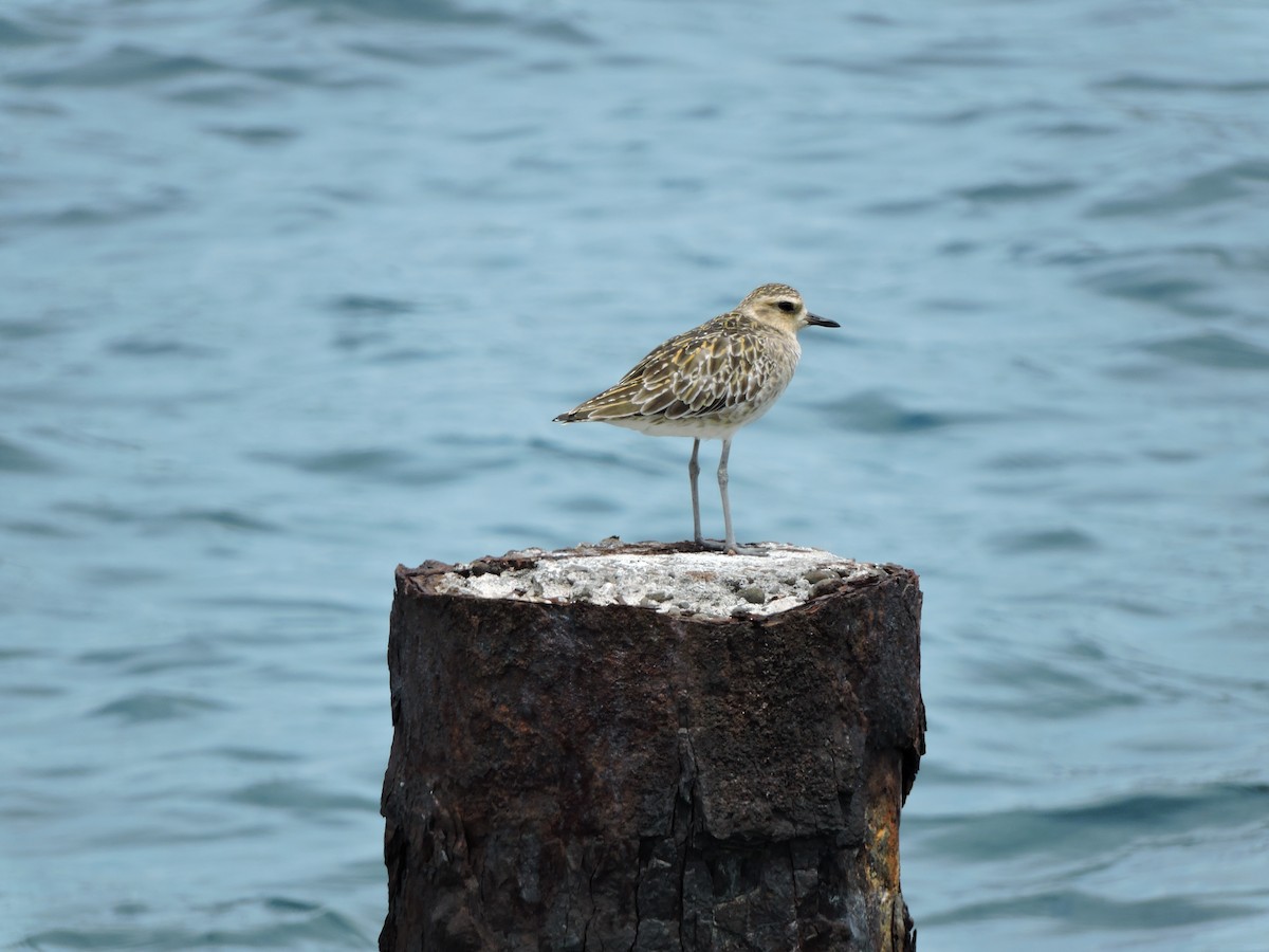 Piviere orientale - ML652442098