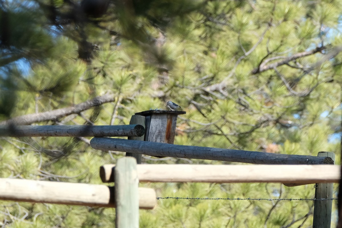White-breasted Nuthatch - ML652442100