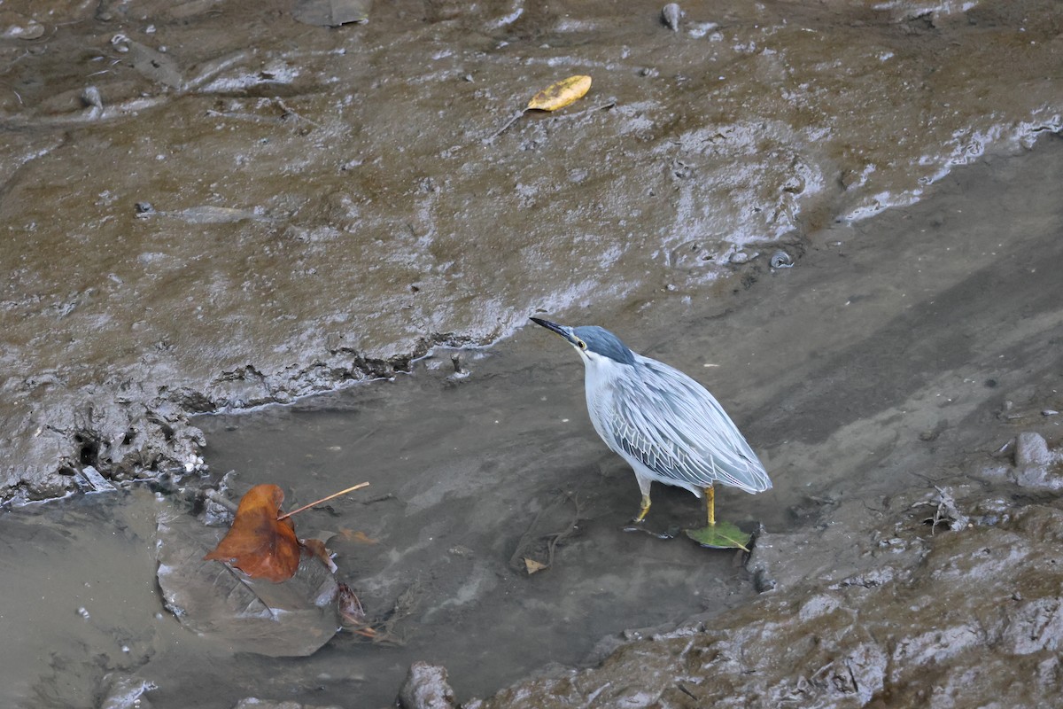 Little Heron - ML652442133