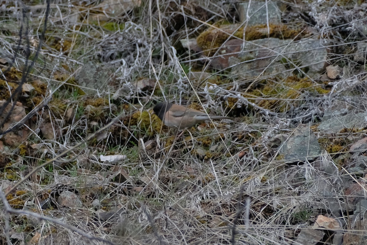 Dark-eyed Junco - ML652442140