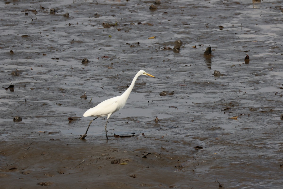 Medium Egret - ML652442154