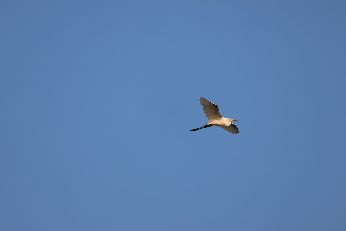 Great Egret - ML652442155