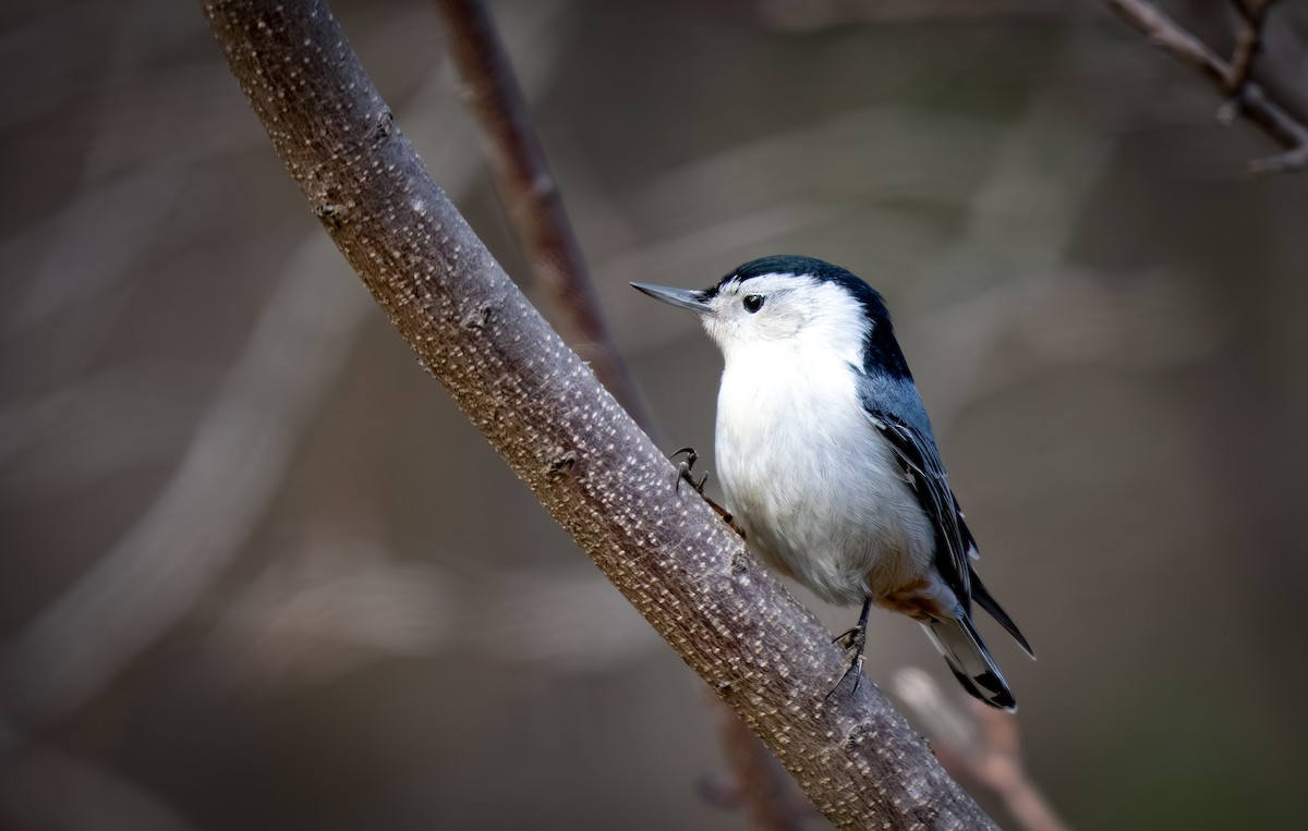 White-breasted Nuthatch - ML652442297