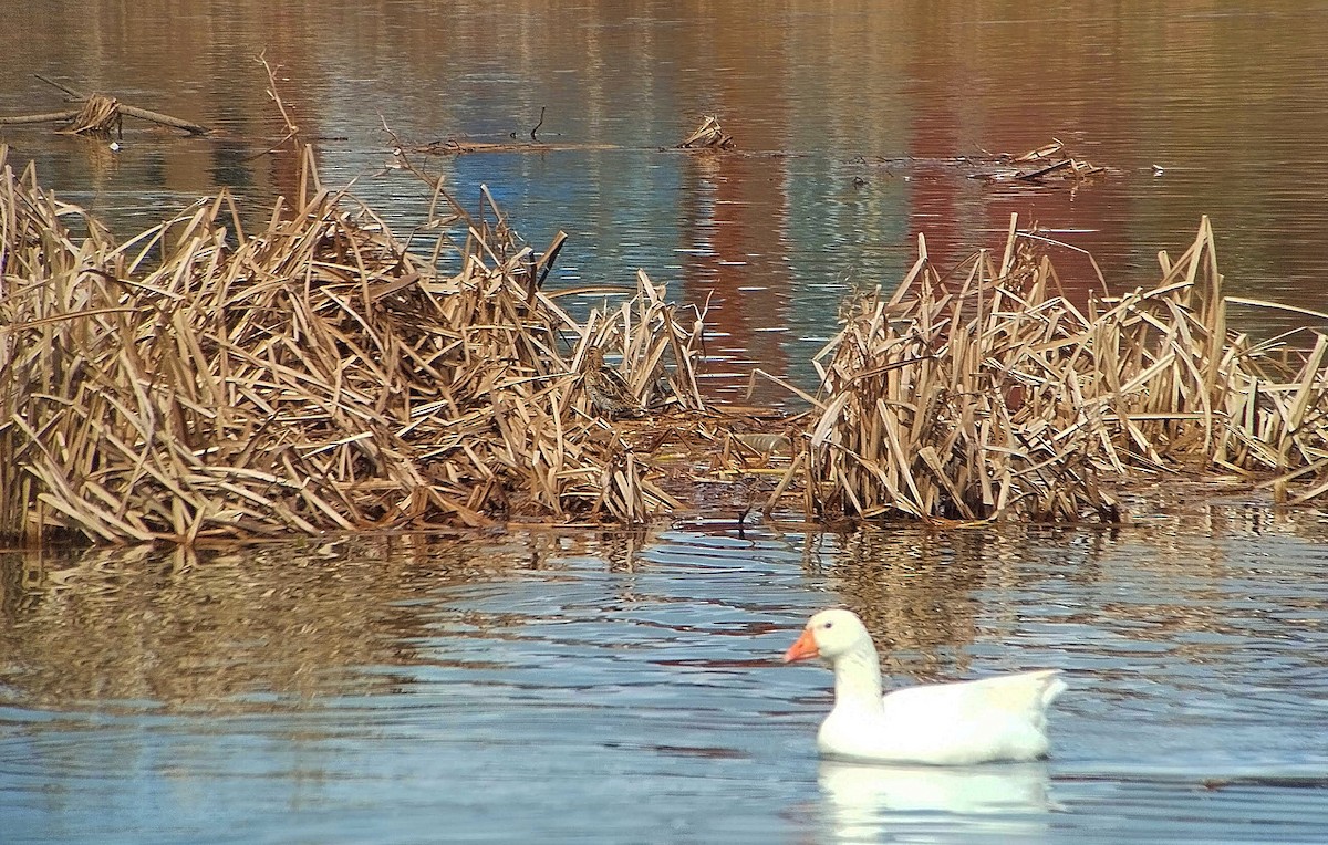 Common Snipe - ML652442959