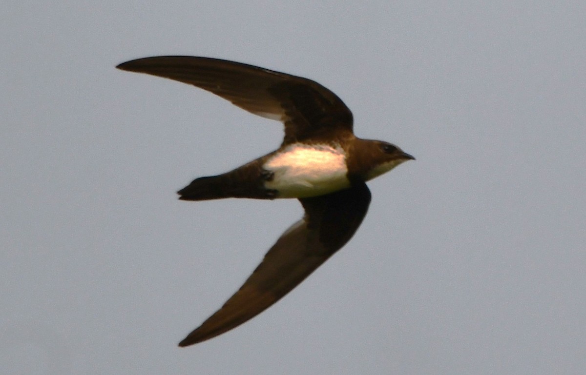 Alpine Swift - ML652443313