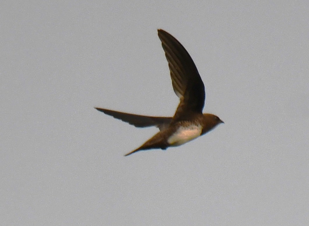 Alpine Swift - ML652443314