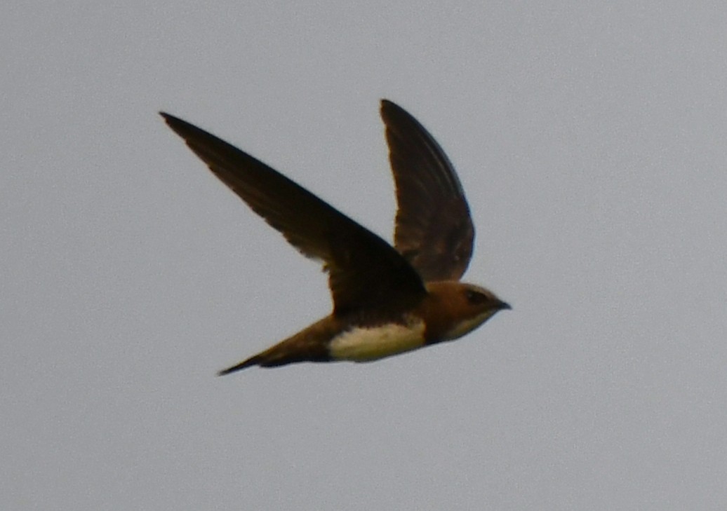 Alpine Swift - ML652443317