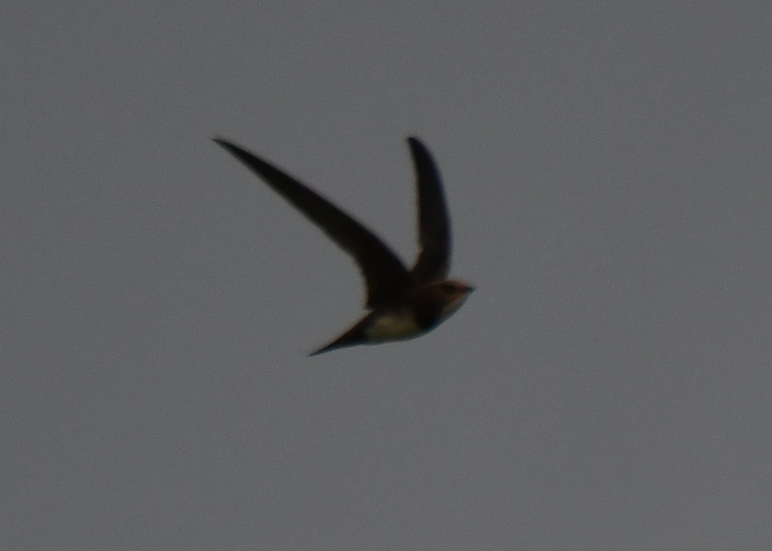 Alpine Swift - ML652443319