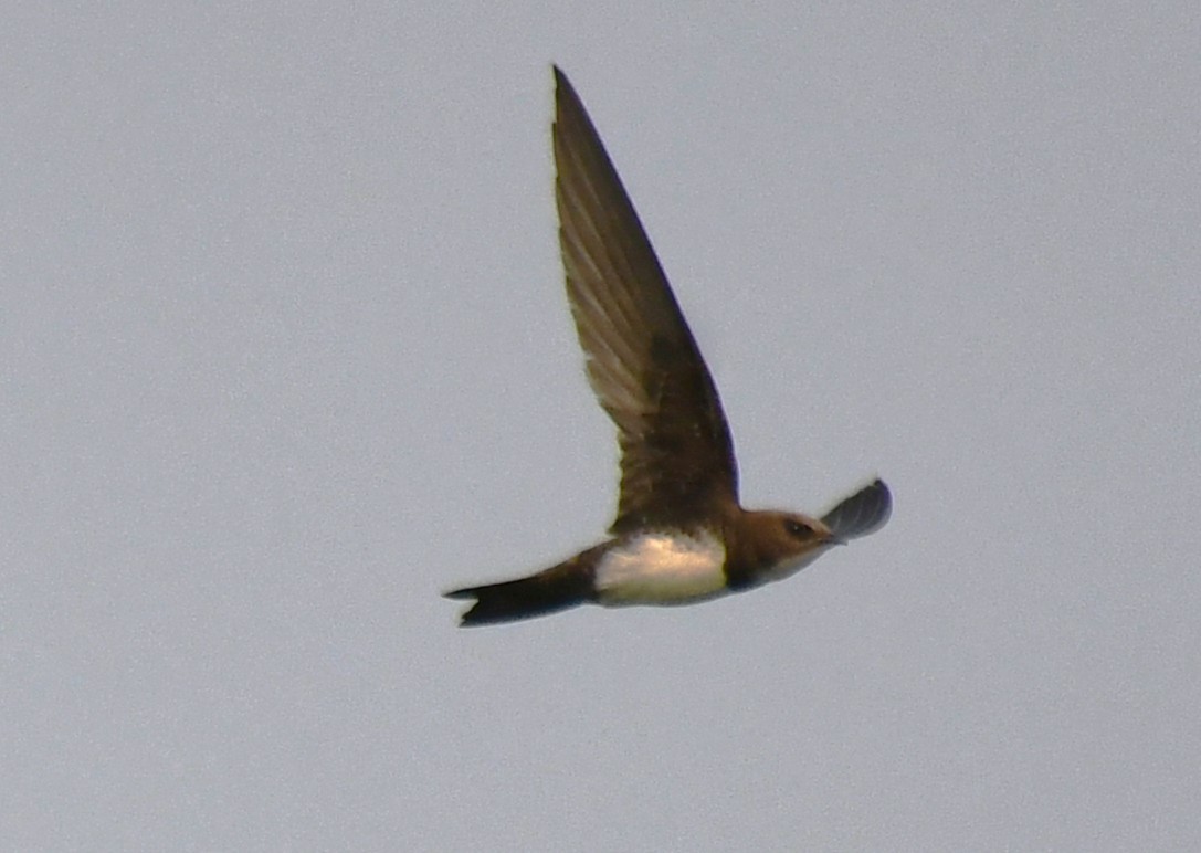 Alpine Swift - ML652443399