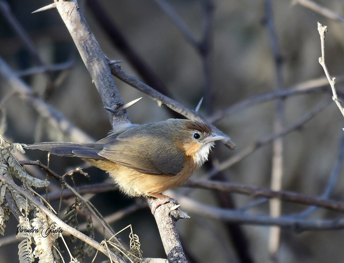 Куртник рудочеревий - ML652444027