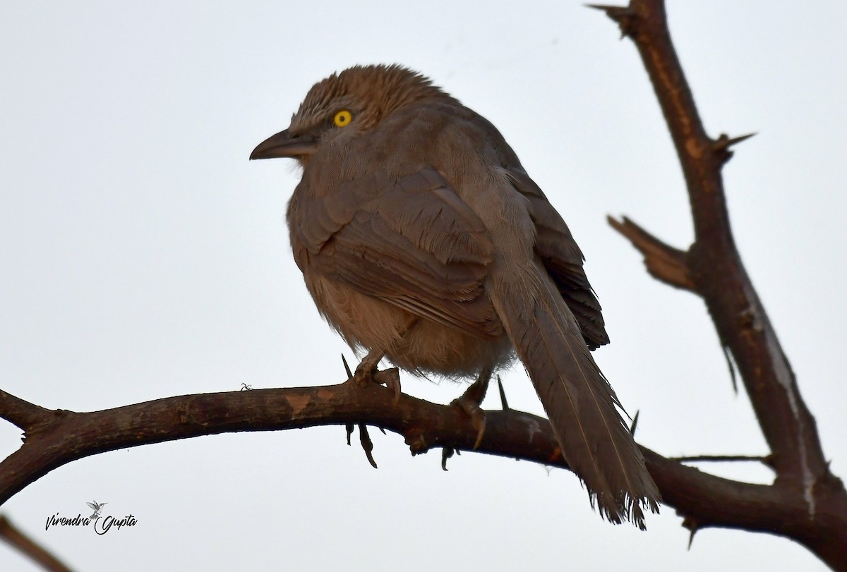 Кратеропа сіра - ML652444032