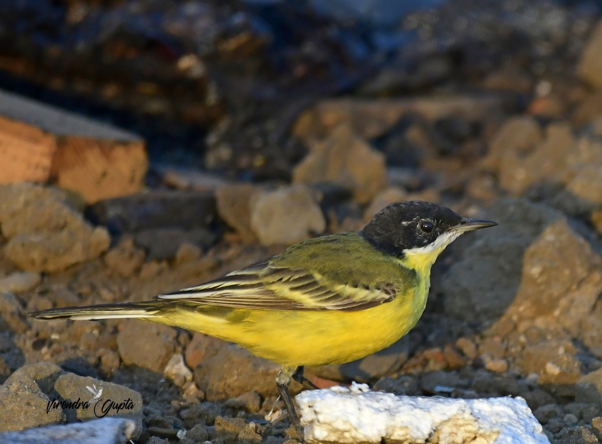 Плиска жовта - ML652444038