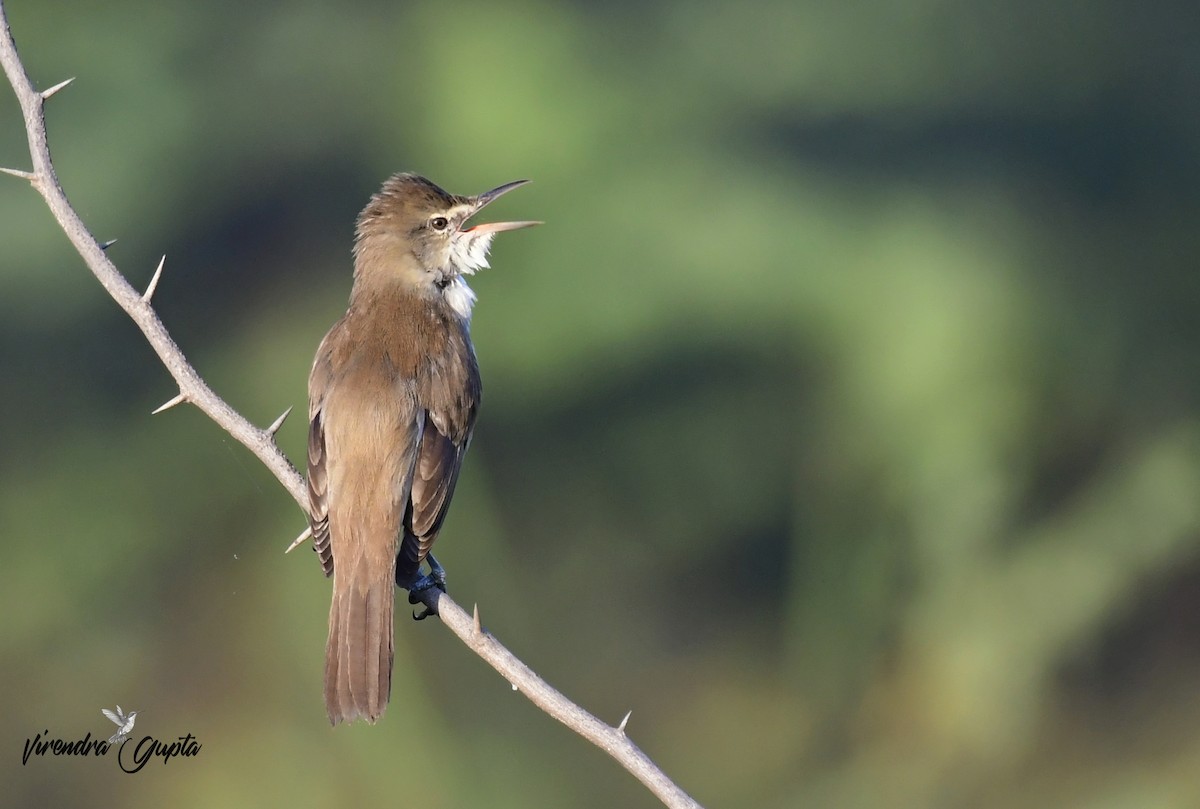 Очеретянка південна - ML652444084