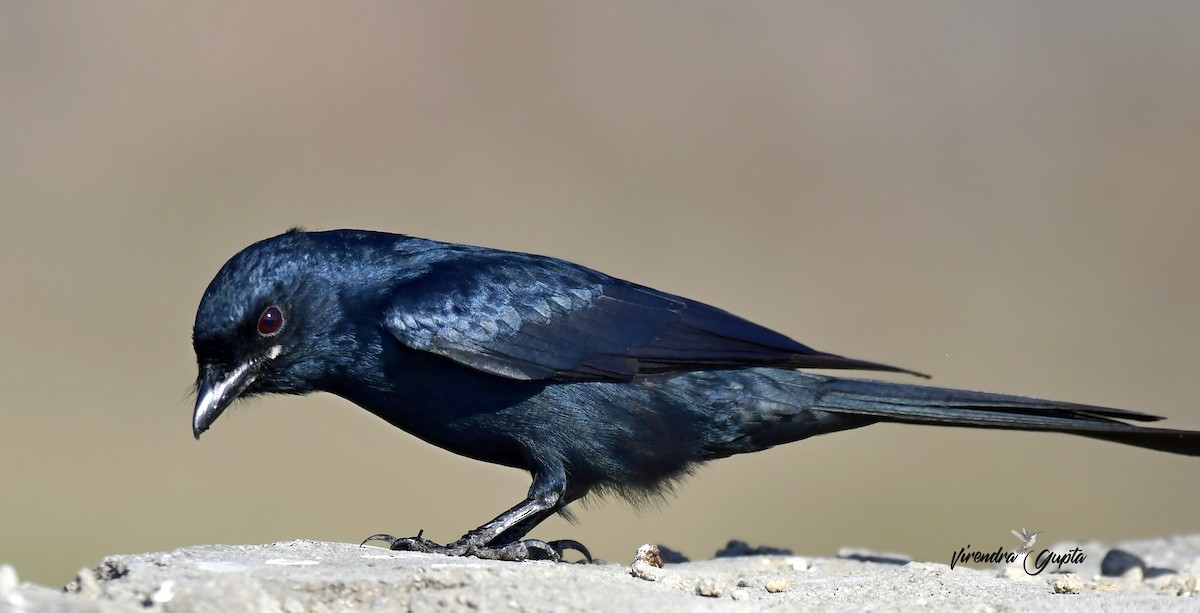 Дронго чорний - ML652444087