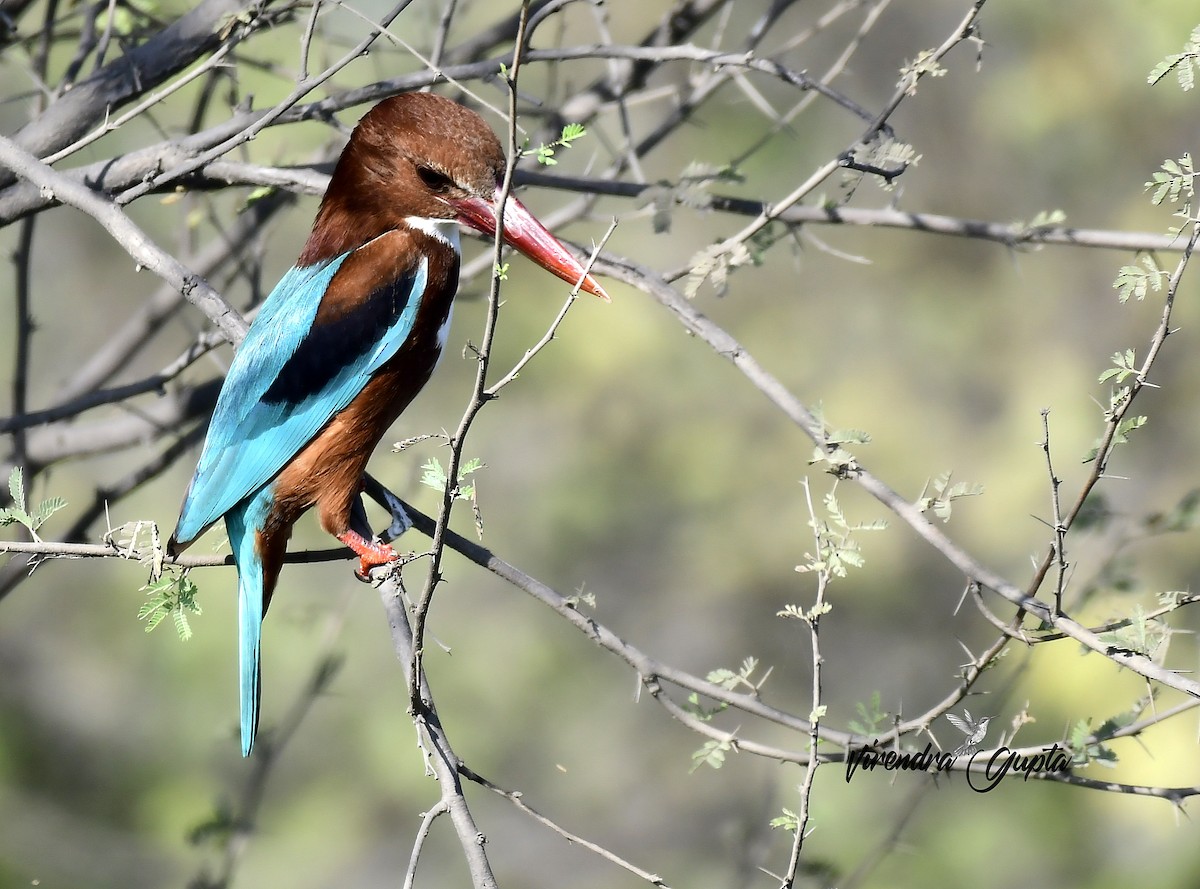 Альціон білогрудий - ML652444092