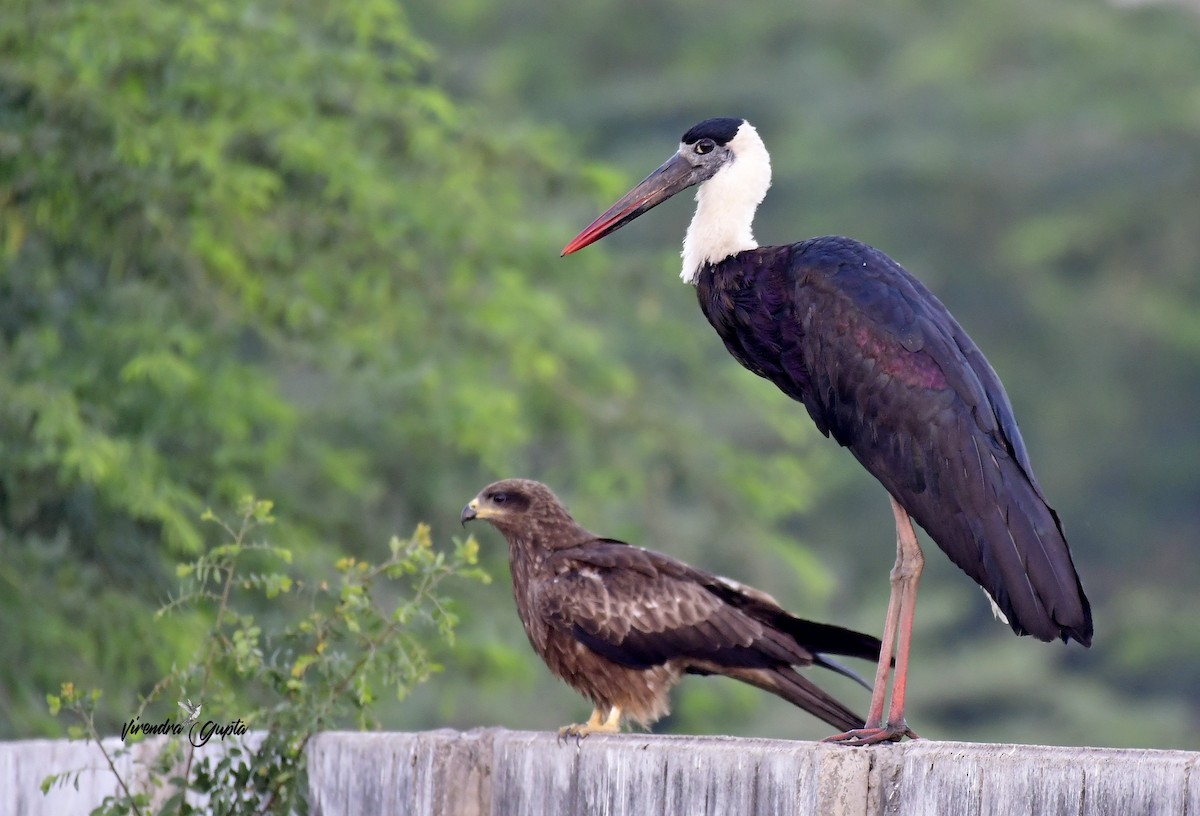 Лелека білошиїй - ML652444099